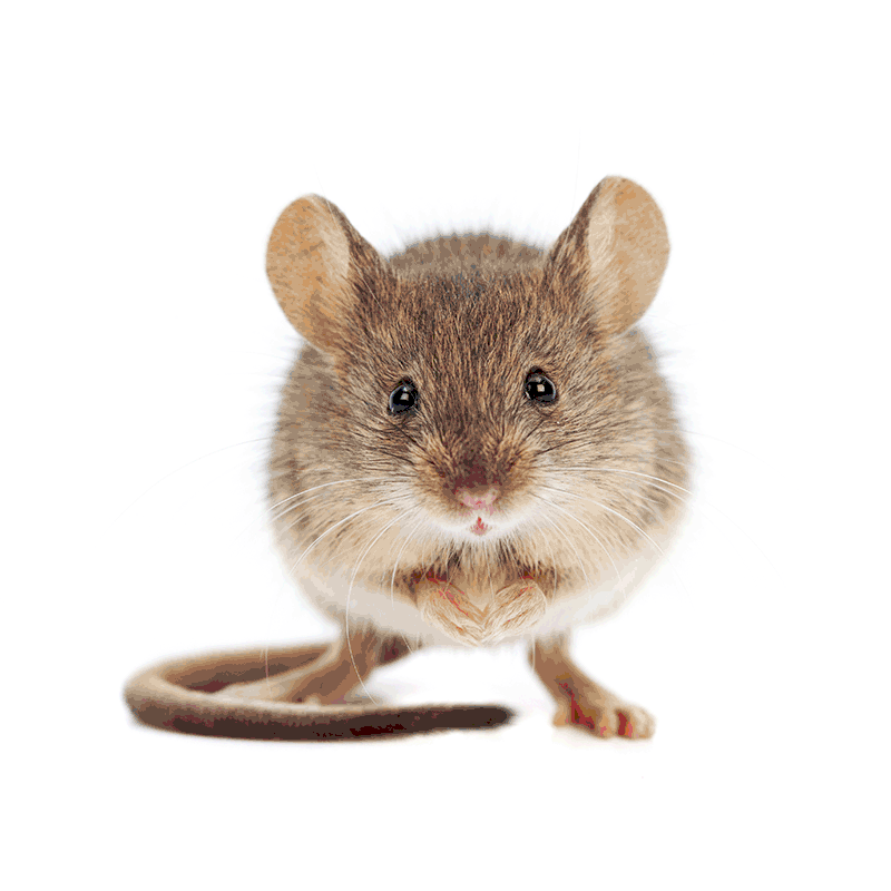 RACAN Dife Grain Rat and Mouse Killer Grain Bait 25g Sachets